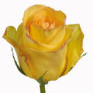 Deja Vu!® rose plant